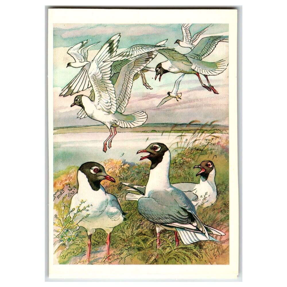 Vintage Russian Postcard Black-Headed Gulls Birds Nature Art Print 1979